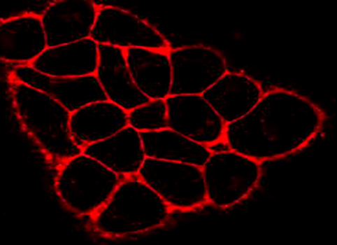 CM-DiI（细胞膜橙红色荧光探针）,CM-DiI Membrane Probe (Orange-Red)