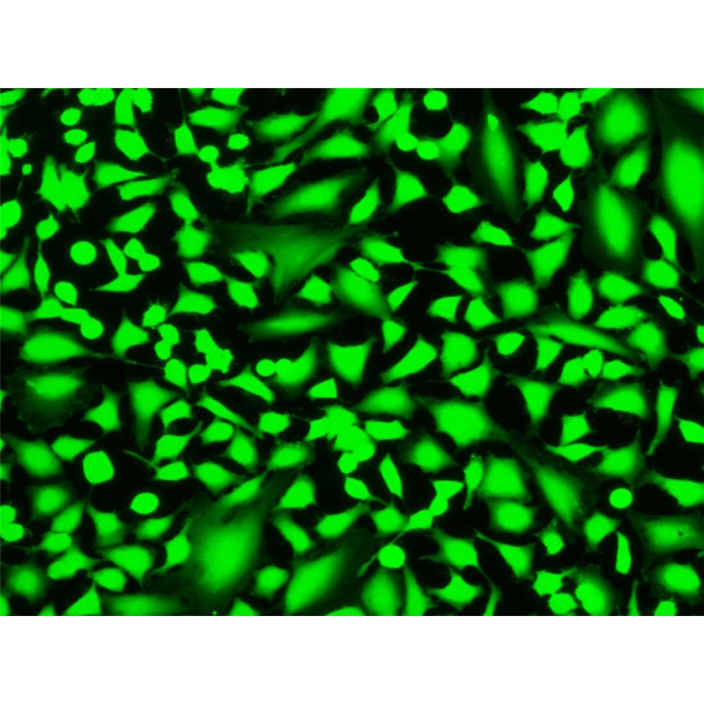 6-CDCFDA SE（6-羧基-2',7'-二氯荧光素二乙酸，琥珀酰亚胺酯）,6-CDCFDA SE Live Cell Fluorescent Probe