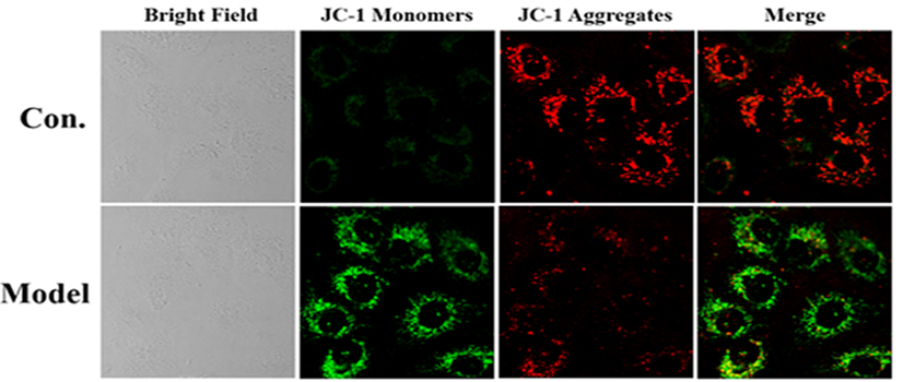 JC-1线粒体膜电位探针,JC-1 (Mitochondrial Membrane Potential Probe)