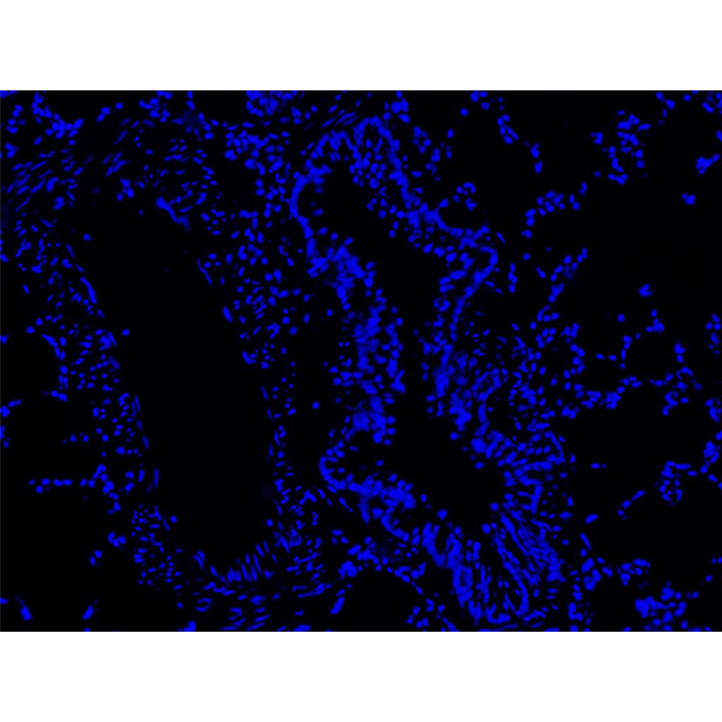Hoechst 33258染色液（即用型）,Hoechst 33258 Nuclear Staining Solution (Ready-to-use)