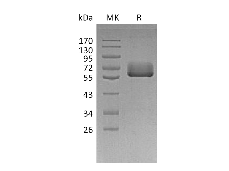 重组人BTN2A2 (C-Fc)蛋白,Recombinant Human BTN2A2 (C-Fc)