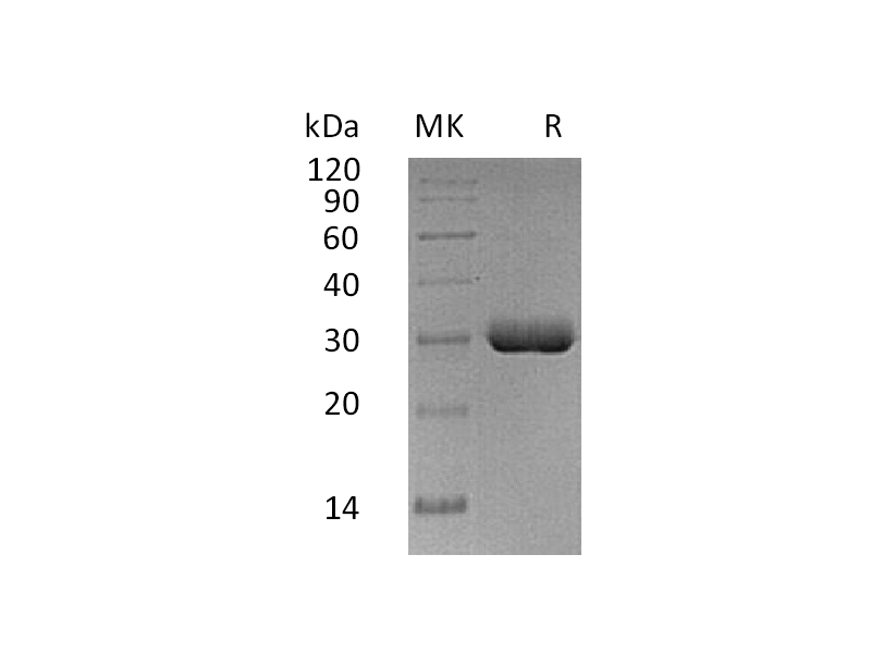 重组人BTN3A2 (C-6His)蛋白,Recombinant Human BTN3A2 (C-6His)