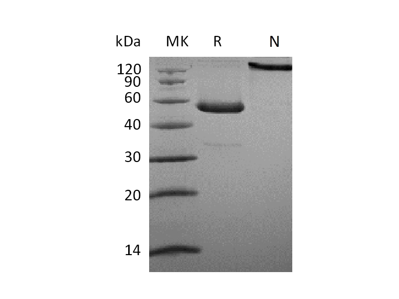 重组人CD27L (C-Fc)蛋白,Recombinant Human CD27L (C-Fc)