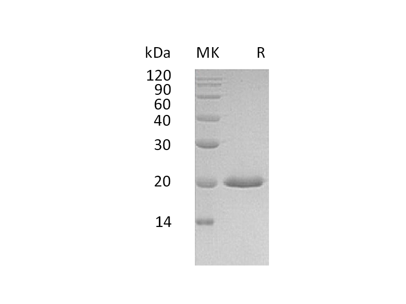 重组人IFN alpha4 (C-6His)蛋白,Recombinant Human IFN alpha4 (C-6His)