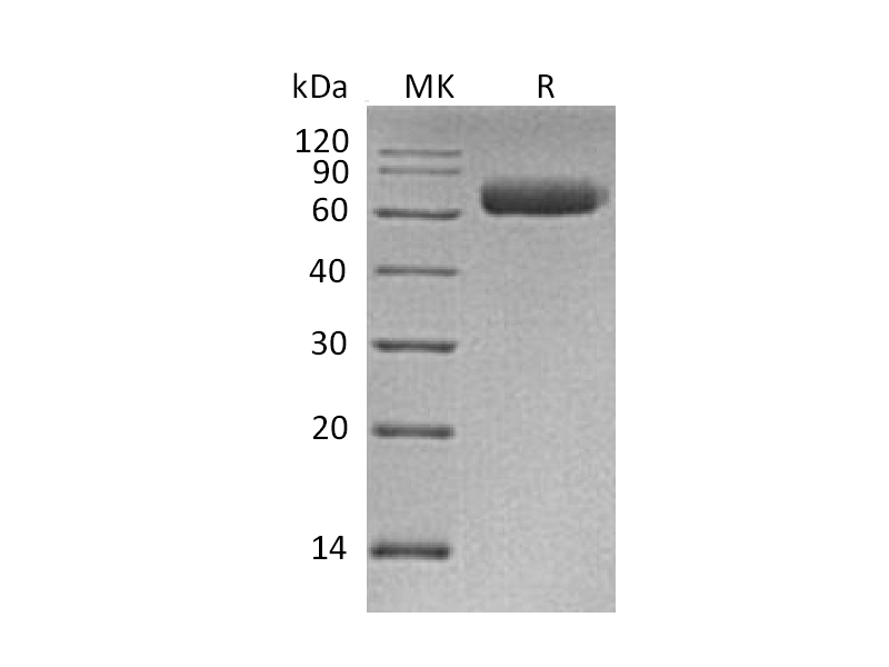 重组人NgR3 (C-6His)蛋白,Recombinant Human NgR3 (C-6His)