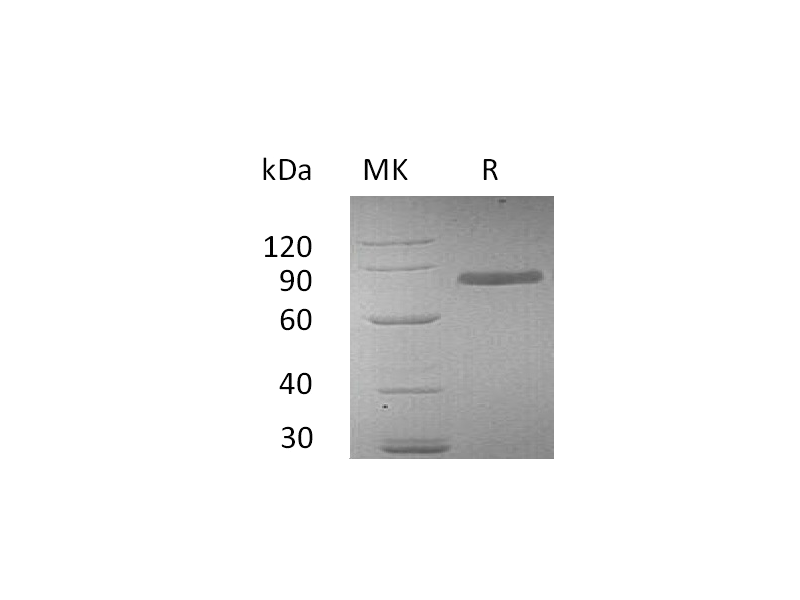 重组人Transferrin (C-6His)蛋白,Recombinant Human Transferrin (C-6His)