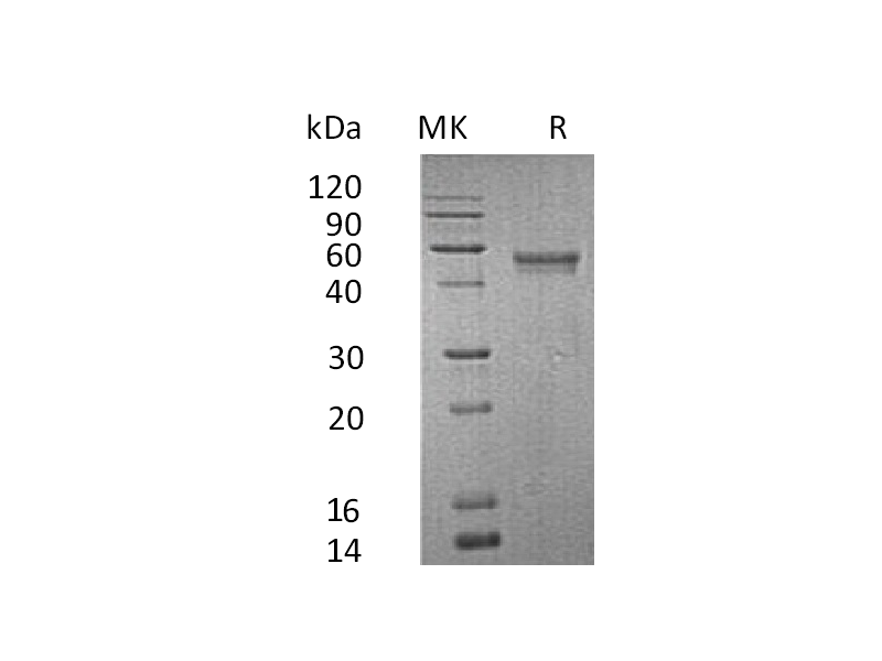重组人XCL1 (C-Fc-6His)蛋白,Recombinant Human XCL1 (C-Fc-6His)