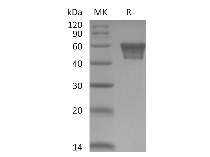 重组人CD82 (N-Fc)蛋白,Recombinant Human CD82 (N-Fc)