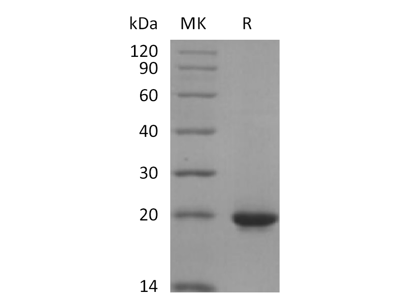 重组人SHH (C-6His)蛋白,Recombinant Human SHH (C-6His)
