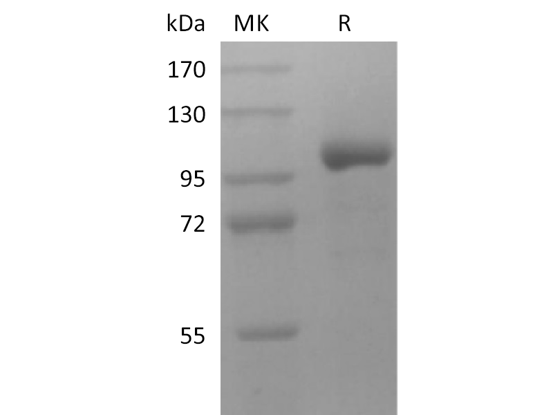 重组人LRRC32 (C-Fc)蛋白,Recombinant Human LRRC32 (C-Fc)