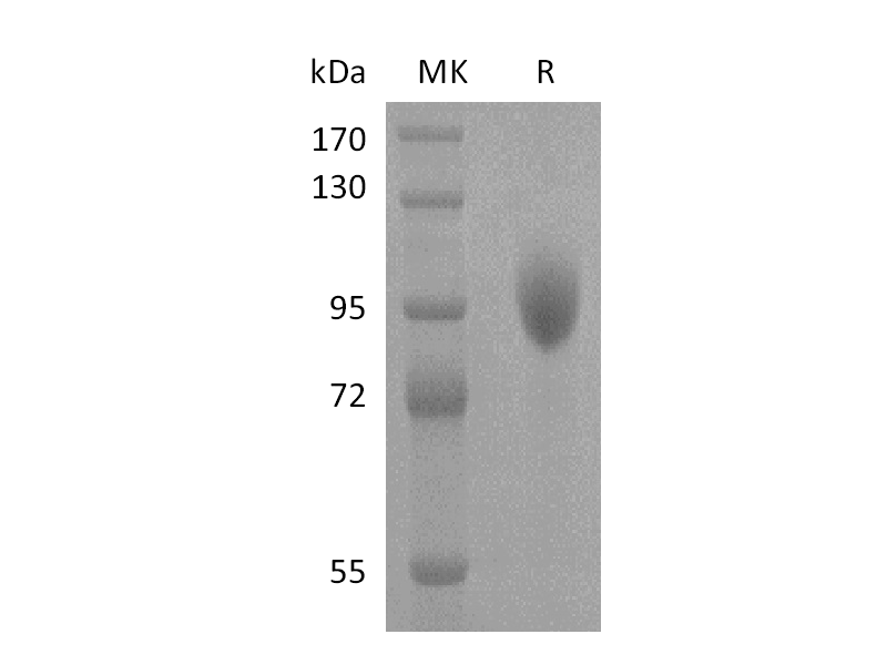 重组人Siglec-5 (C-Fc)蛋白,Recombinant Human Siglec-5 (C-Fc)