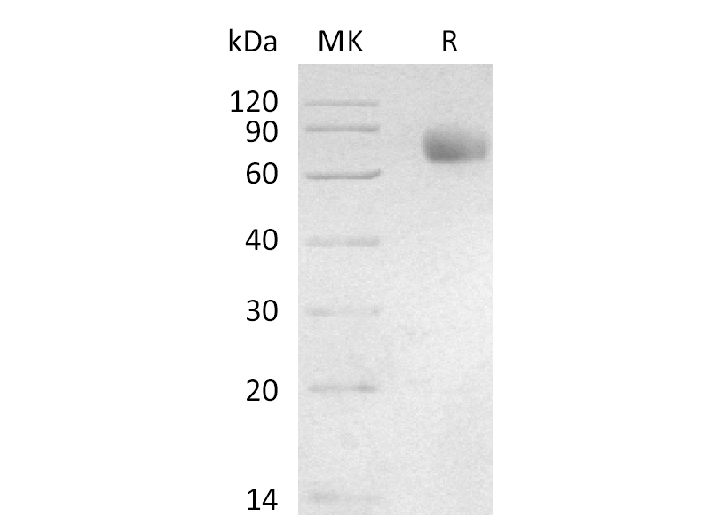重组人Siglec-3 (C-mFc)蛋白,Recombinant Human Siglec-3 (C-mFc)