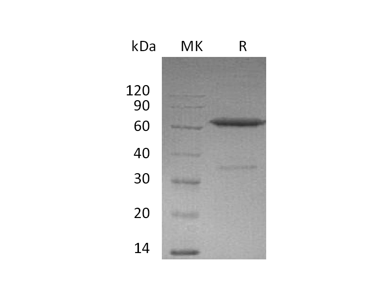 重组小鼠EFNA3 (C-Fc)蛋白,Recombinant Mouse EFNA3 (C-Fc)