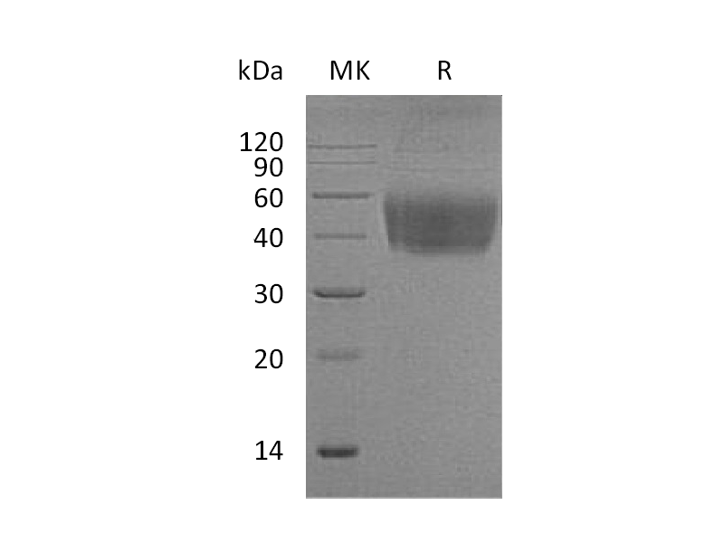 重组小鼠B7-1 (C-6His)蛋白,Recombinant Mouse B7-1 (C-6His)