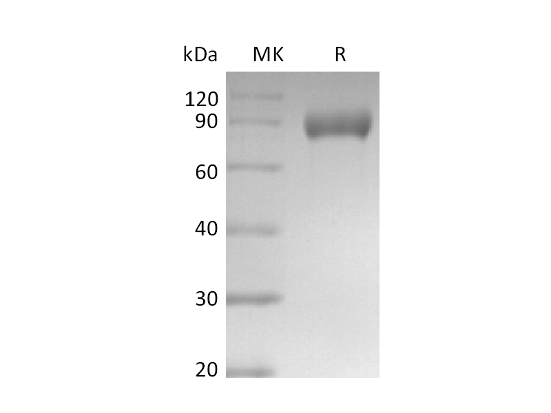重组小鼠Siglec-E (C-Fc)蛋白,Recombinant Mouse Siglec-E (C-Fc)
