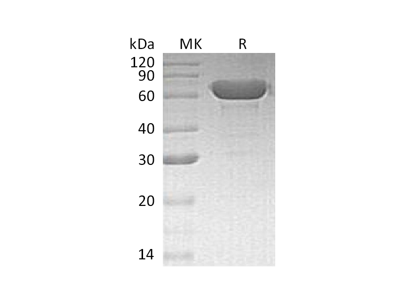重组人Albumin蛋白,Recombinant Human Albumin