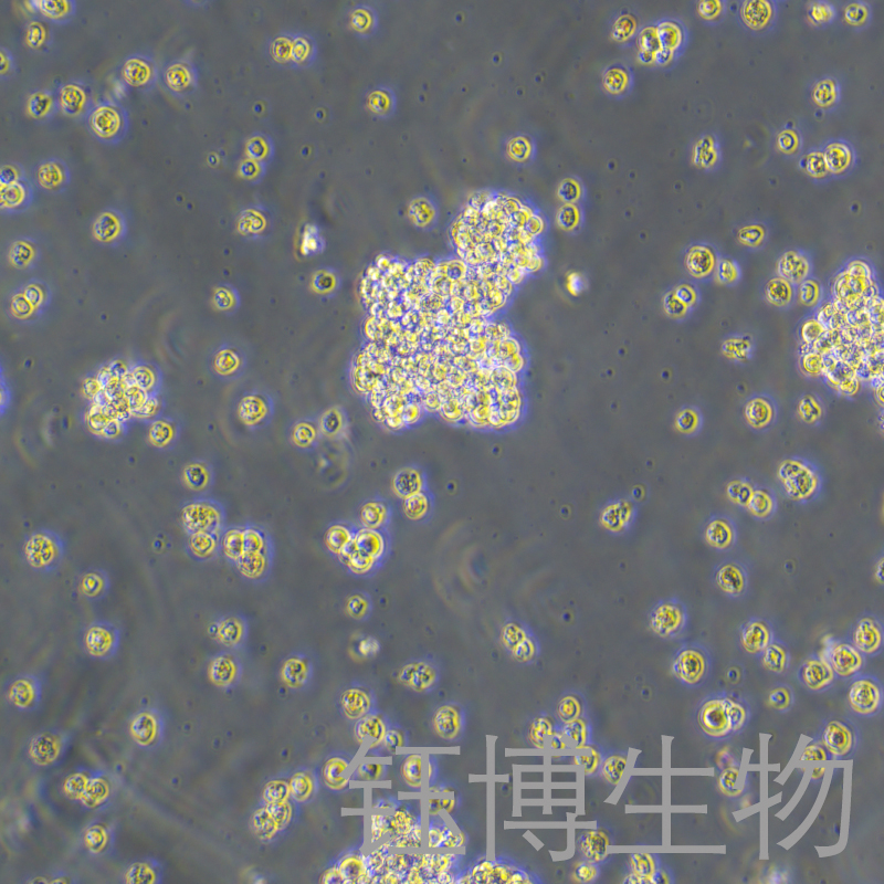 NCI-H146（人小细胞肺癌细胞）YB-71883HC,NCI-H146