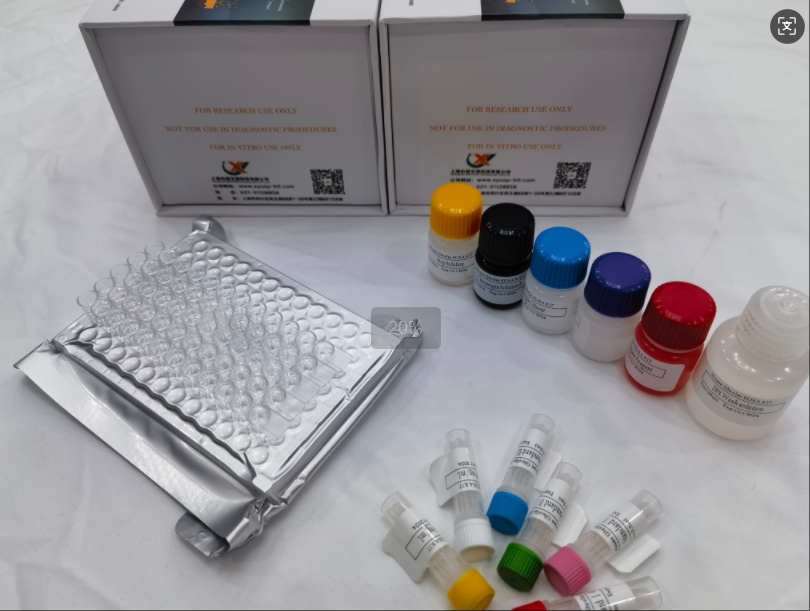 牛纤溶酶原激活物抑制因子1（PAI-1）ELISA试剂盒