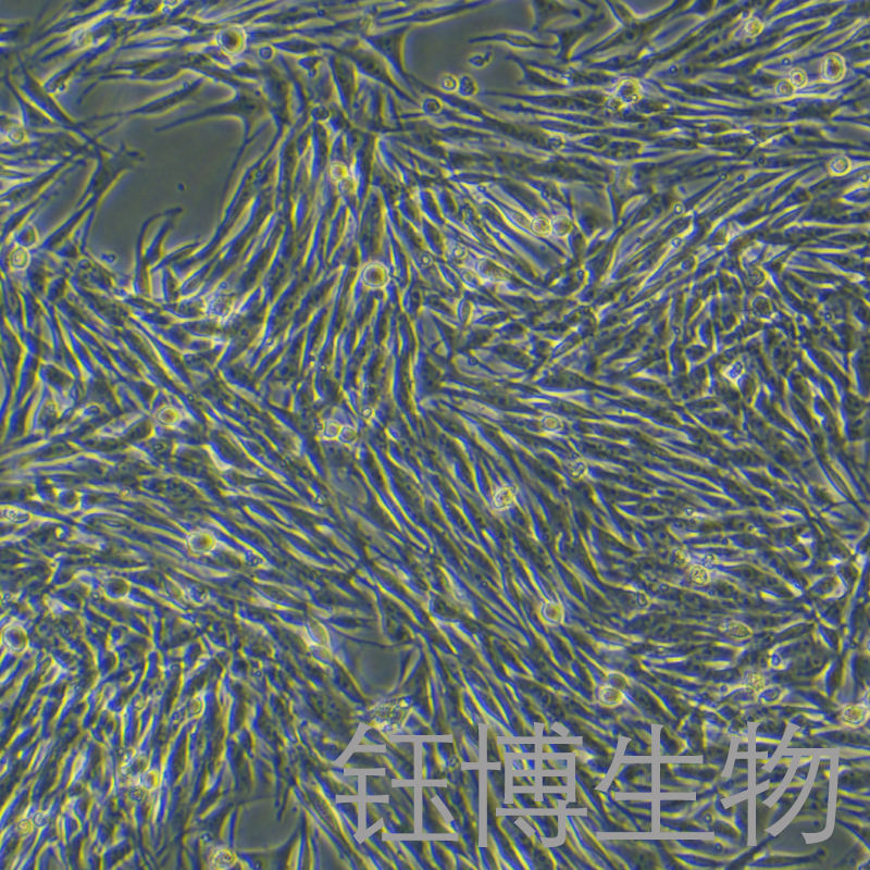 MeWo（人恶性黑色素瘤细胞）YB-71898HC,MeWo