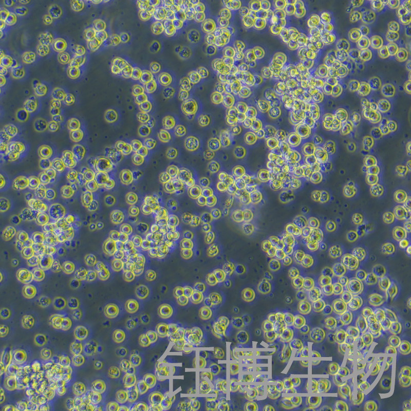 NCI-H2122（人肺腺癌细胞）YB-71900HC,NCI-H2122