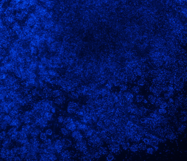 大鼠海马神经元细胞,Rat hippocampal neuron cells