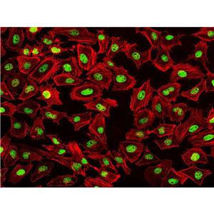 Fluorescein 555-Phalloidin（荧光素555标记鬼笔环肽）| 细胞骨架荧光染料 | EnkiLife恩玑生命