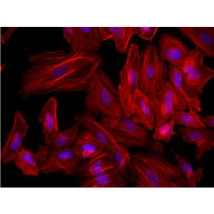 Fluorescein 594-Phalloidin（荧光素594标记鬼笔环肽）| 细胞骨架荧光染料 | EnkiLife恩玑生命