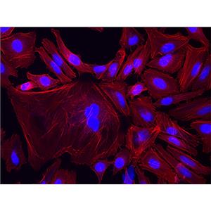 Fluorescein 680-Phalloidin（荧光素680标记鬼笔环肽）| 细胞骨架荧光染料 | EnkiLife恩玑生命
