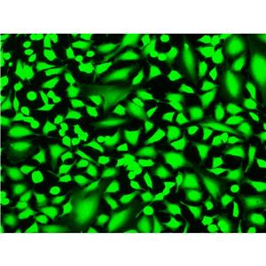 6-CDCFDA SE（6-羧基-2