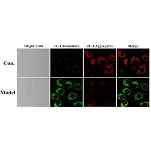 JC-1线粒体膜电位探针| 亚细胞结构荧光染料 | EnkiLife恩玑生命