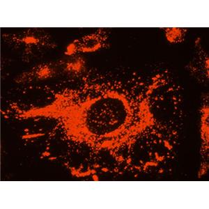 Lysosome Tracker (DeepRed)（溶酶体深红色荧光探针）| 亚细胞结构荧光染料 | EnkiLife恩玑生命