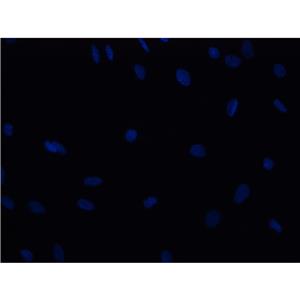 DAPI染料| 细胞核荧光染料 | EnkiLife恩玑生命