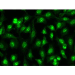 dsDNA Quantification Reagent (Green) 双链DNA定量试剂（绿色）| 细胞核荧光染料 | EnkiLife恩玑生命