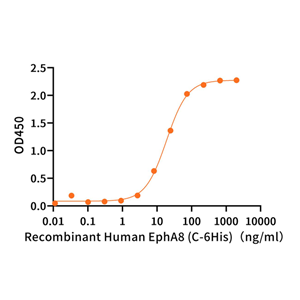 重组人EFNA5 (C-Fc)蛋白,Recombinant Human EFNA5 (C-Fc)