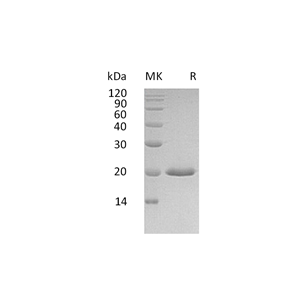 重组人IFN alpha4 (C-6His)蛋白,Recombinant Human IFN alpha4 (C-6His)