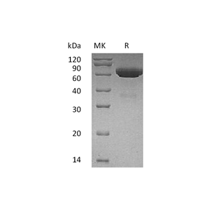重组人tPA (C-6His)蛋白,Recombinant Human tPA (C-6His)