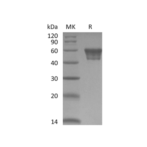 重组人CD82 (N-Fc)蛋白,Recombinant Human CD82 (N-Fc)
