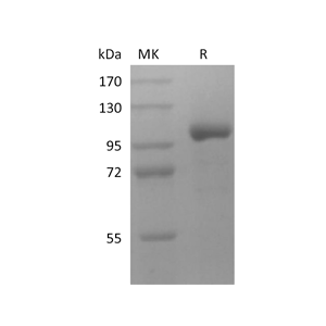 重组人LRRC32 (C-Fc)蛋白,Recombinant Human LRRC32 (C-Fc)