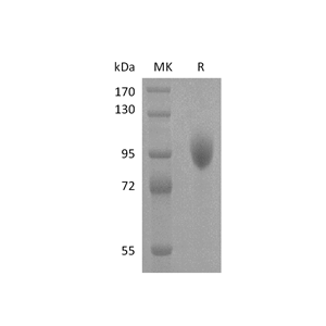 重组人Siglec-5 (C-Fc)蛋白,Recombinant Human Siglec-5 (C-Fc)