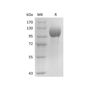 重组人ELAPOR1 (C-6His)蛋白,Recombinant Human ELAPOR1 (C-6His)