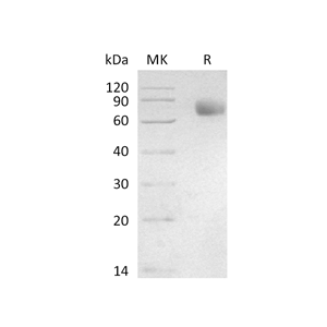 重组人Siglec-3 (C-mFc)蛋白,Recombinant Human Siglec-3 (C-mFc)
