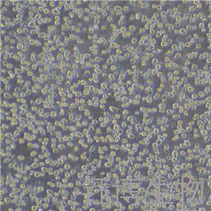 LUVA（人肥大细胞系永生化）YB-71882HC