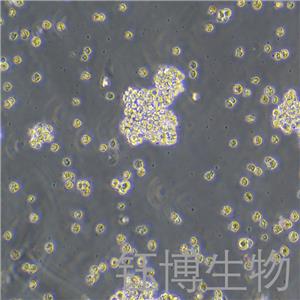 NCI-H146（人小细胞肺癌细胞）YB-71883HC