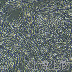 MeWo（人恶性黑色素瘤细胞）YB-71898HC