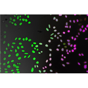 小鼠乳腺癌细胞带OVA4T1/OVA