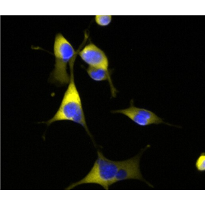 小鼠牙乳头干细胞,Mouse dental papilla stem cells
