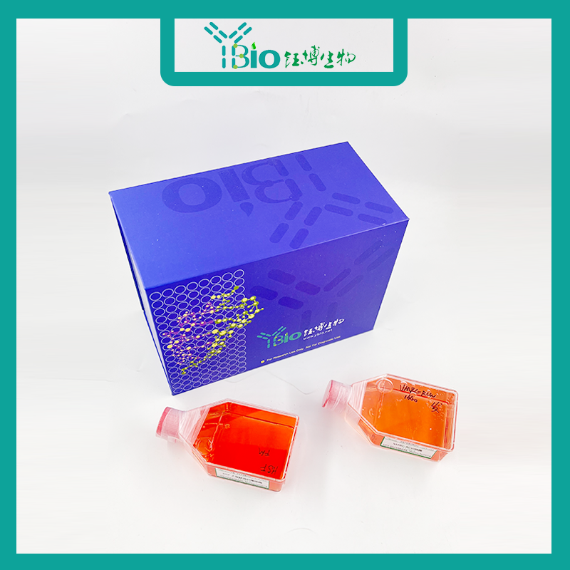 RC（人B淋巴瘤细胞）YB-71953HC,RC (Human B lymphoma cells)