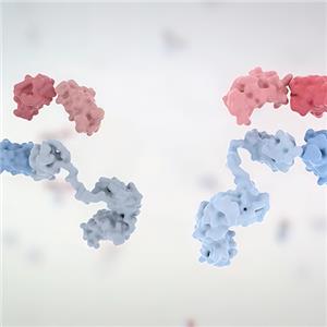 人Activin RIIB / ACVR2B蛋白, His Tag