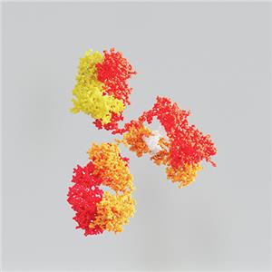 人CD8 alpha&beta (CD8A&CD8B)蛋白, His Tag&Tag Free