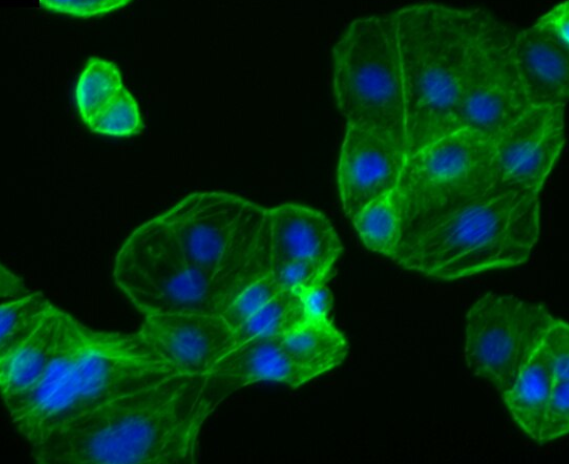 猪精原细胞,Porcine spermatogonia